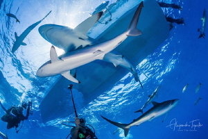 Silky Sharks and divers, Garden of the Queen Cuba by Alejandro Topete 
